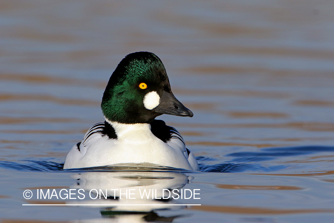 Common Goldeneye Drake