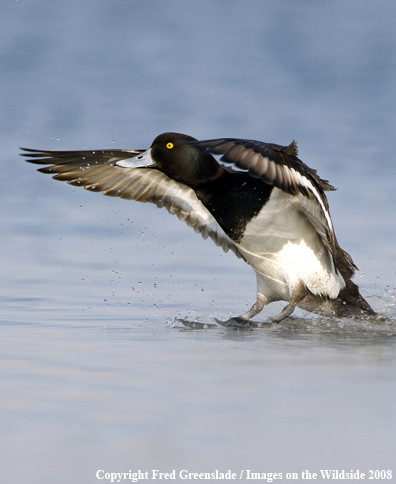 Lesser Scaup Landing