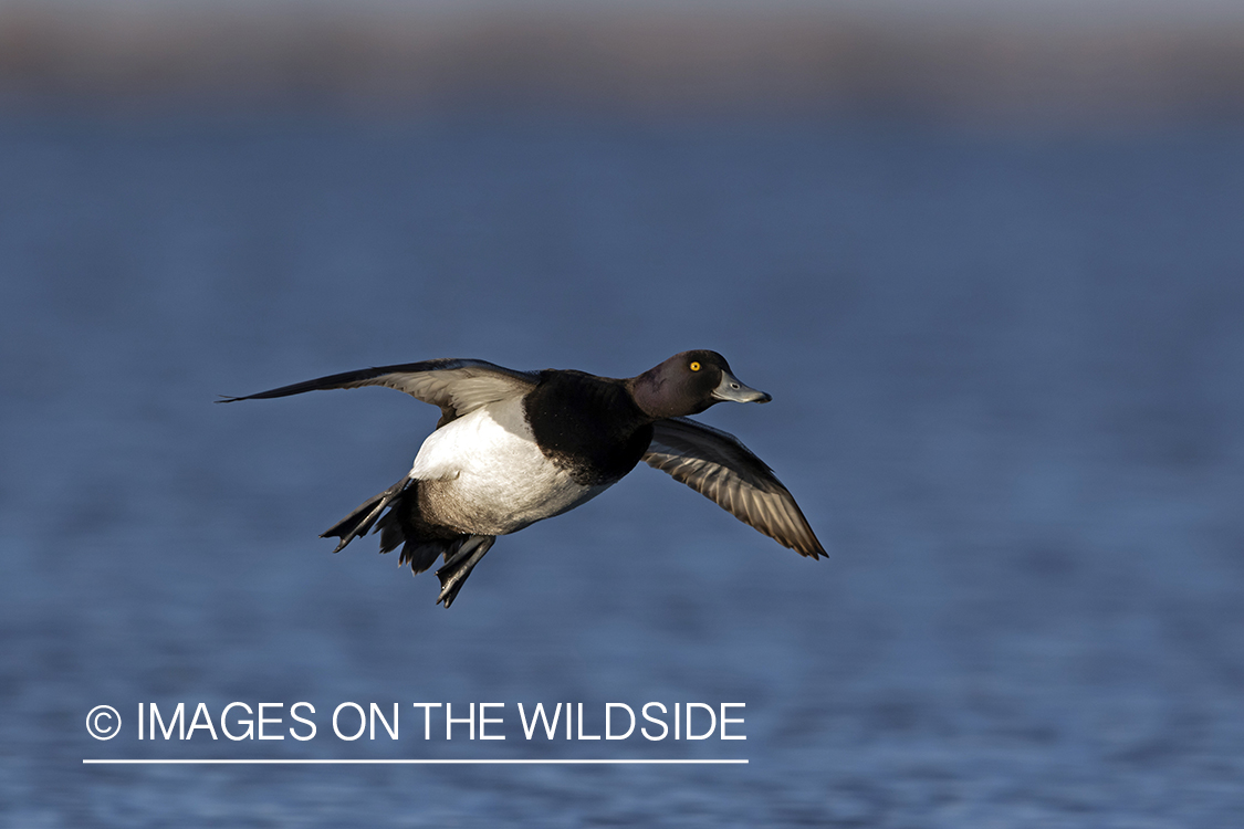 Lesser Scaup in flight.