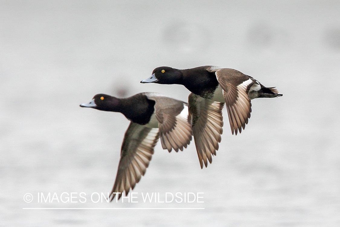 Greater scaup in flight.