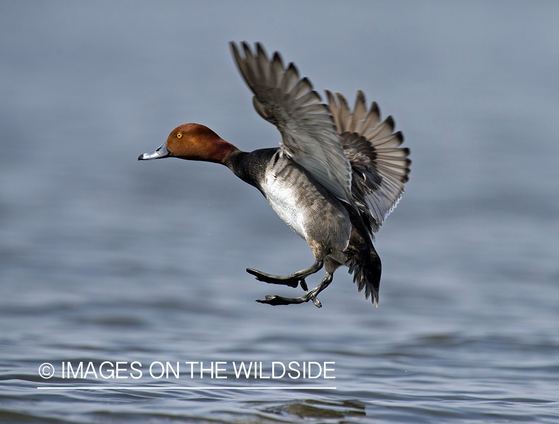 Redhead in flight.