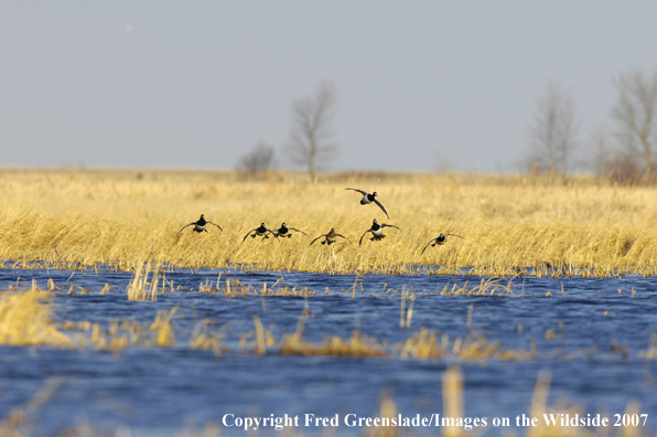 Ring-necked ducks in flight