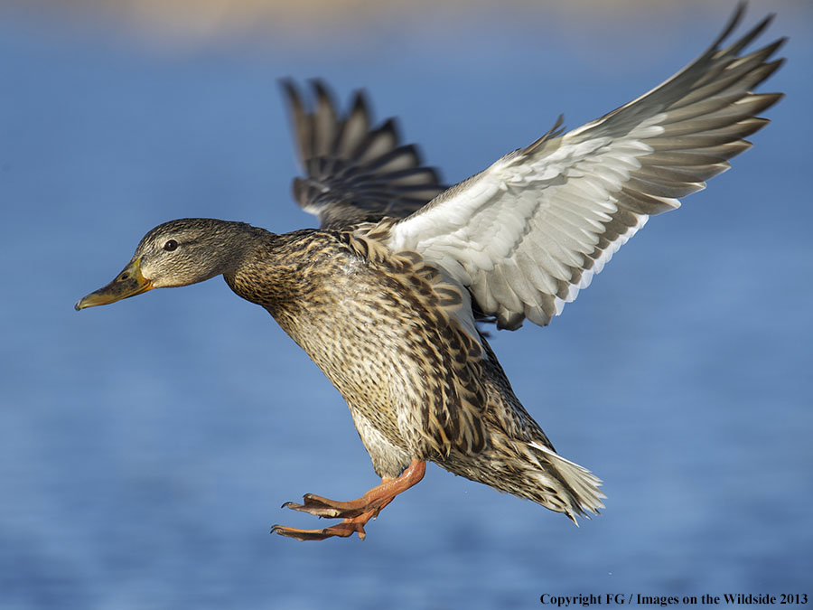 Mottled duck in flight.