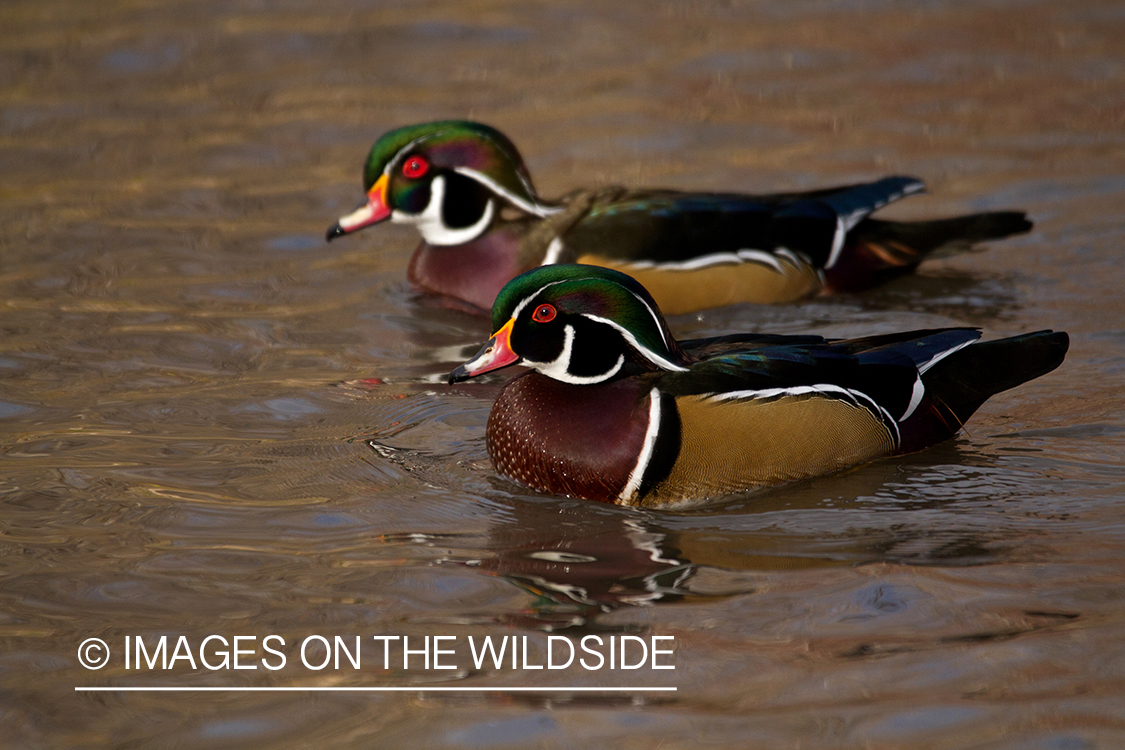 Wood ducks in habitat.