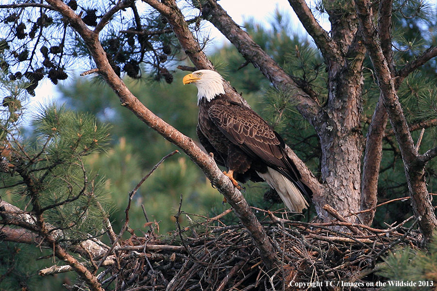 Bald eagle in habitat.