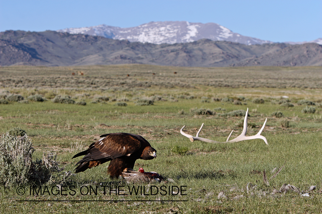 Golden eagle eating carcass. 