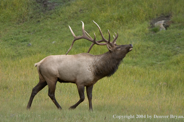 Rocky Mountain bull elk bugling.