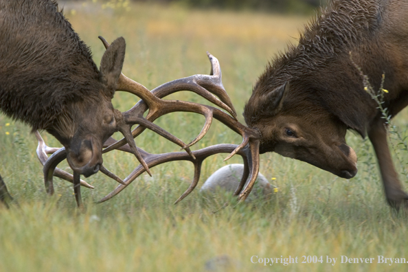 Rocky Mountain bull elk fighting.