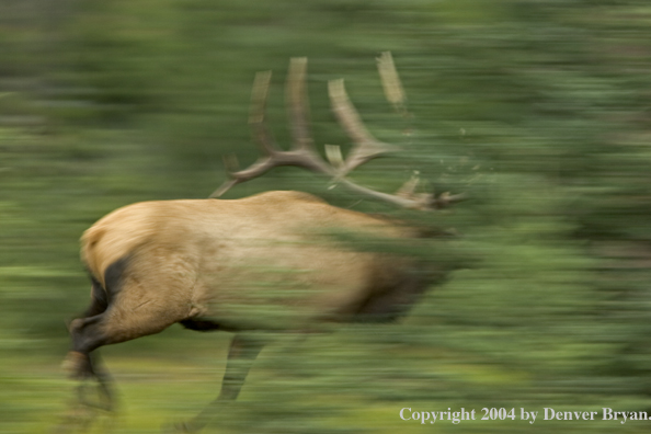 Rocky Mountain bull elk running.