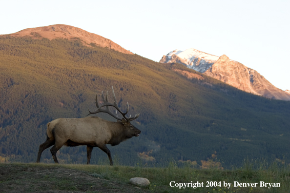 Rocky Mountain bull elk in habitat.