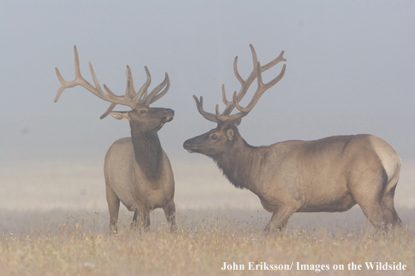 Bull elk in velvet.