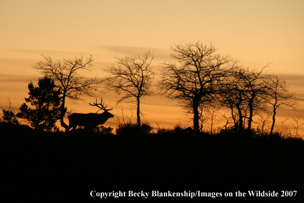 Rocky Mountian Bull Elk at Sunset