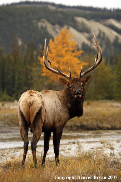 Rocky Mountain Elk at water's edge