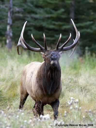 Rocky Mountain Elk 