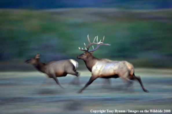 Bull Chasing Cow Elk