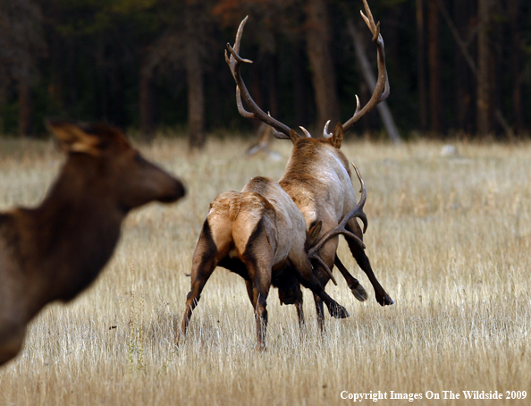 Bull Elk Fighting