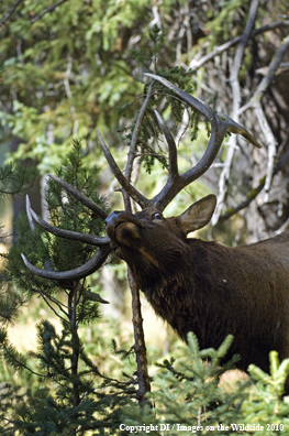 Rocky Mountain bull elk rubbing antlers on sappling