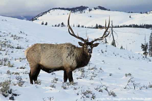 Rocky Mountain Bull Elk in habitat. 