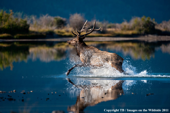 Bull elk in river. 