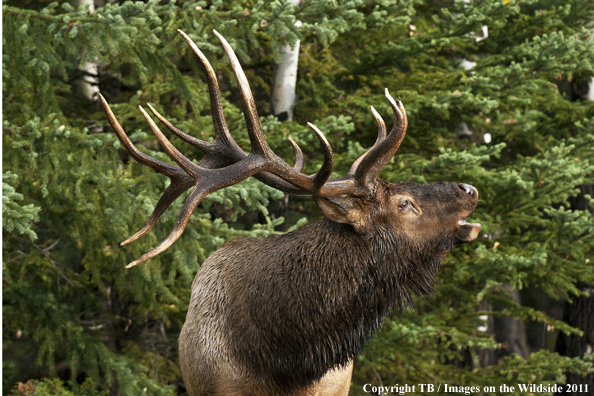 Rocky Mountain bull elk bugling. 