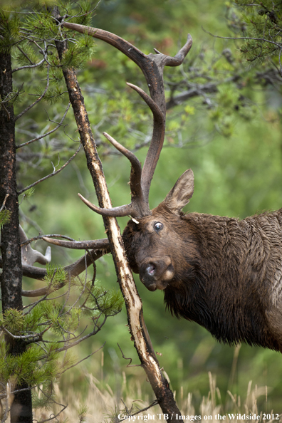 Bull elk rubbing branch. 