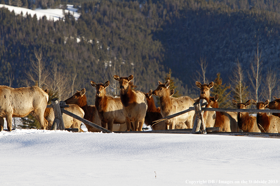 Elk in winter near urban area.