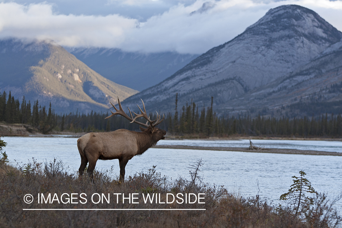 Rocky Mountain bull elk bugling. 