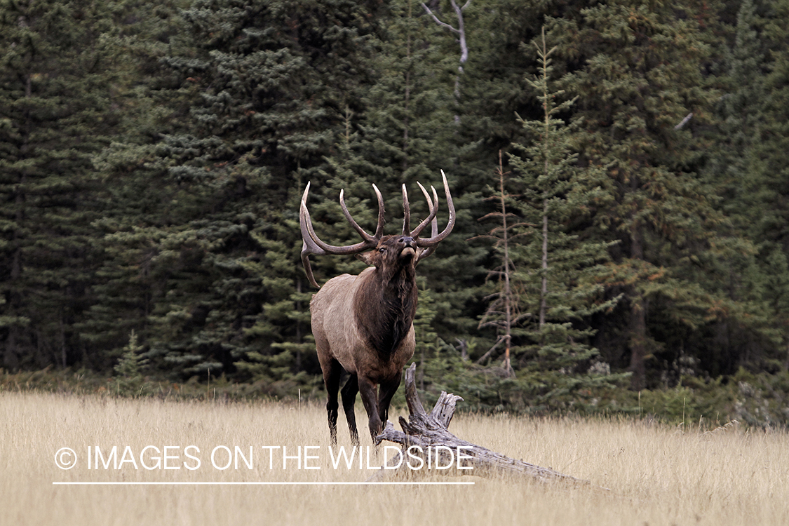 Rocky Mountain Bull Elk during the rut.