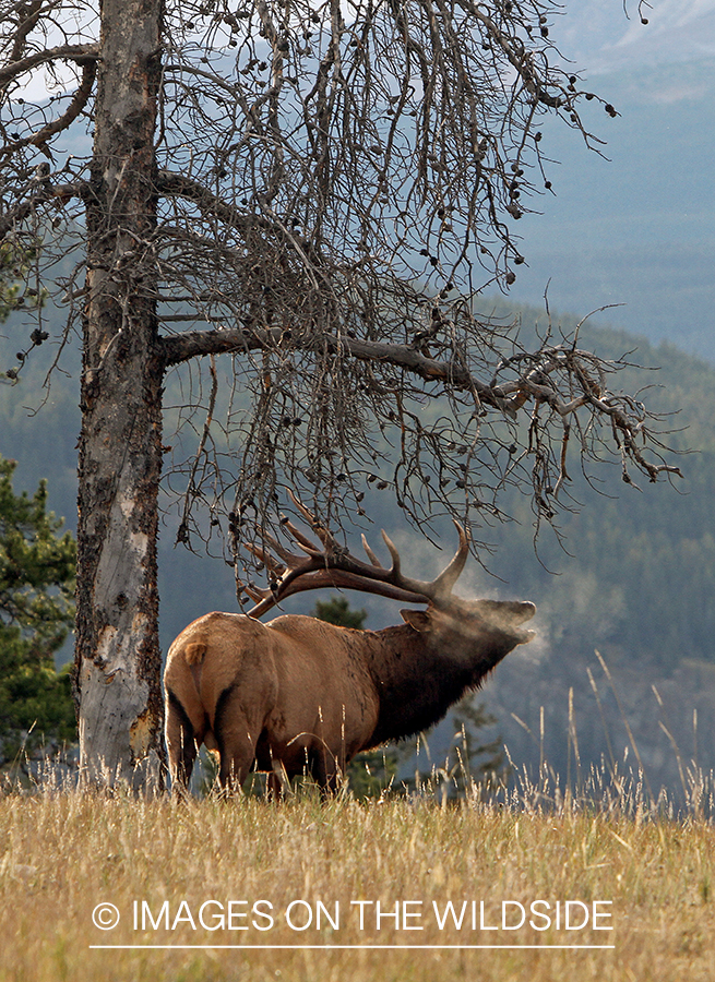 Rocky Mountain Bull Elk bugling in habitat.