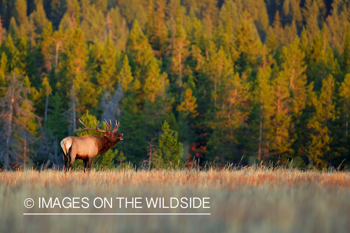 Bull elk in habitat.