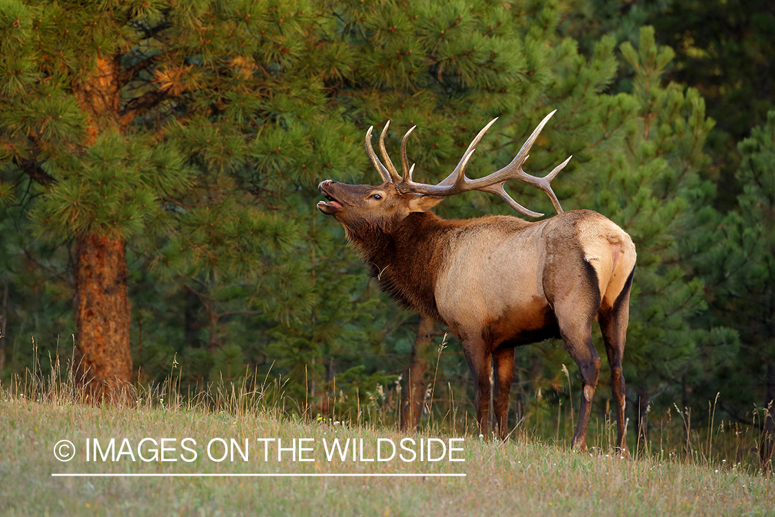 Elk in field bugling.