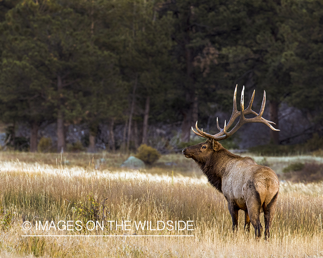 Bull elk in field.