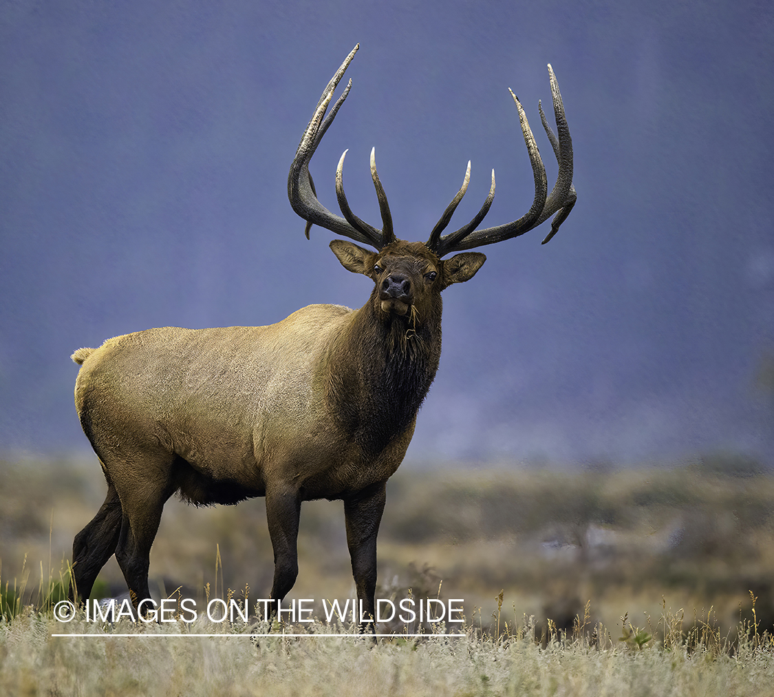 Bull elk in field.