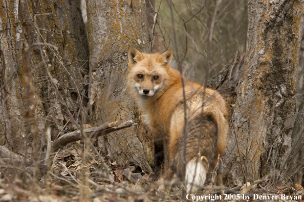 Red fox in habitat.