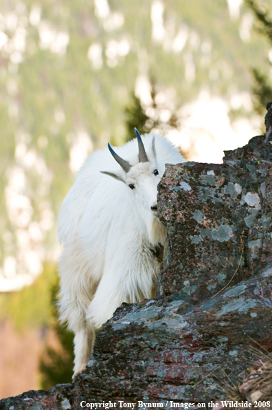 Billy Mountain Goat