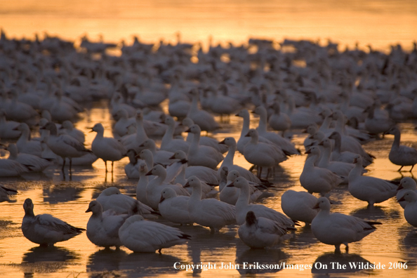 Snow geese in habitat.