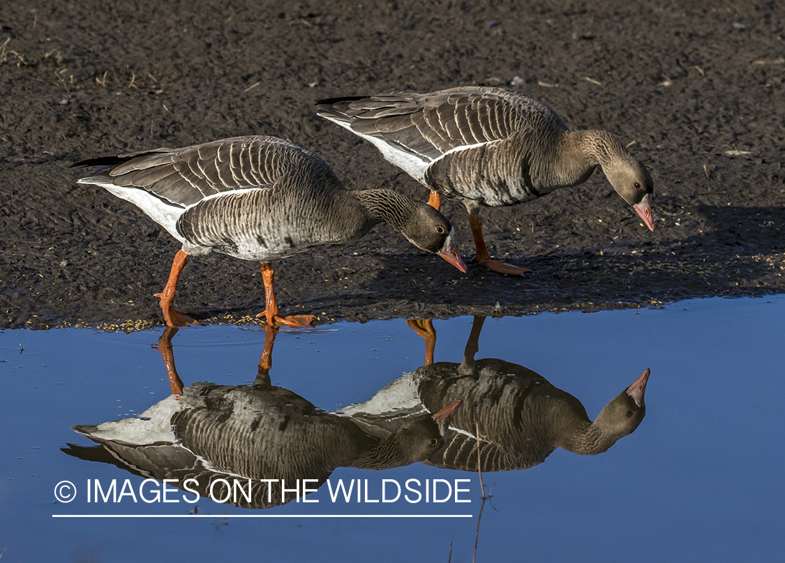 White-fronted geese in habitat.