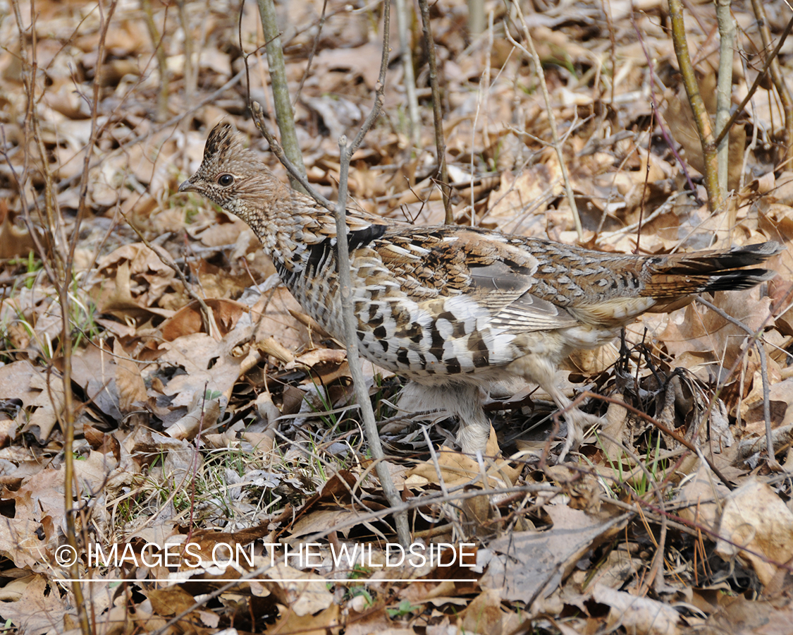 Ruffed Grouse.