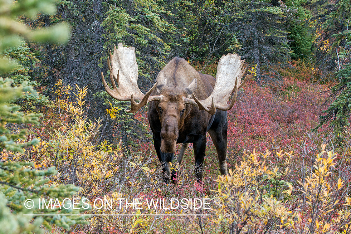 Alaskan bull moose in habitat.