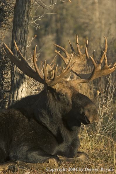 Shiras bull moose bedded down.