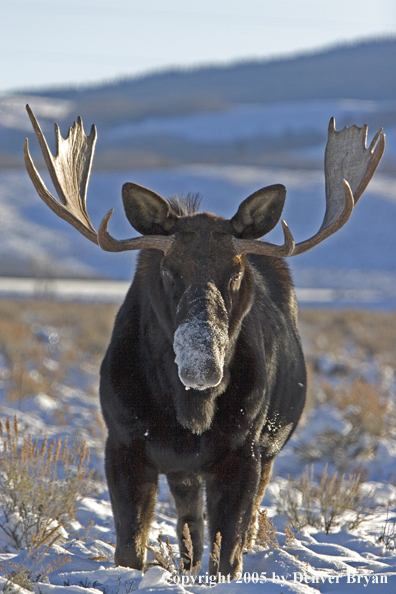 Shiras bull moose in habitat.