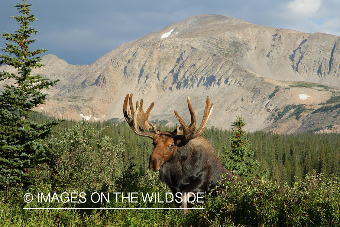 Bull Moose in Velvet.