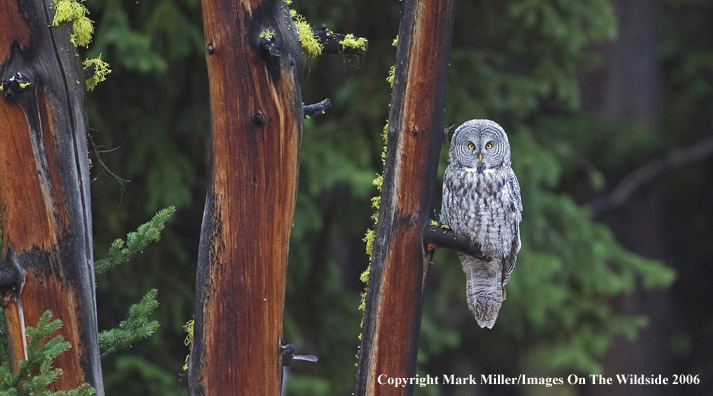 Great Grey Owl.