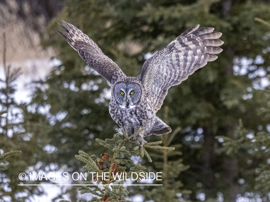 Great Grey Owl in habitat.