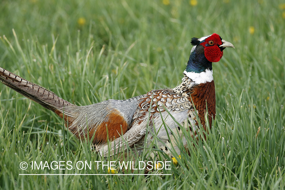 Ring-necked pheasant in grass.