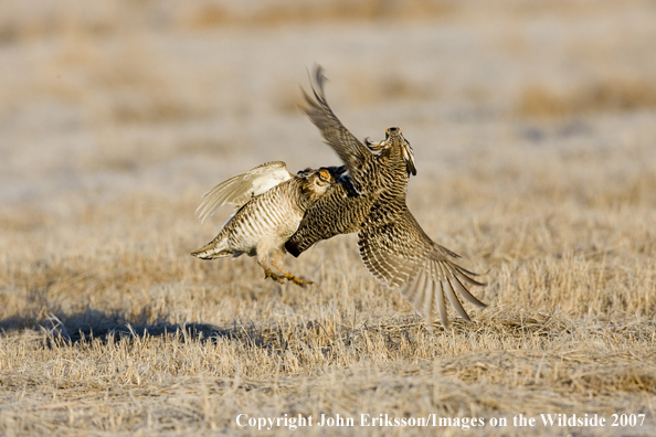 Greater Prairie Chickens fighting in habitat.