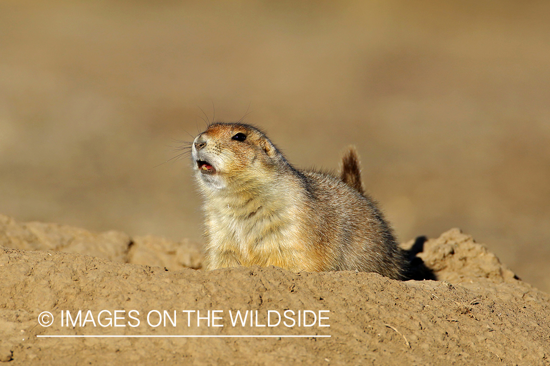 Prairie dog in habitat.