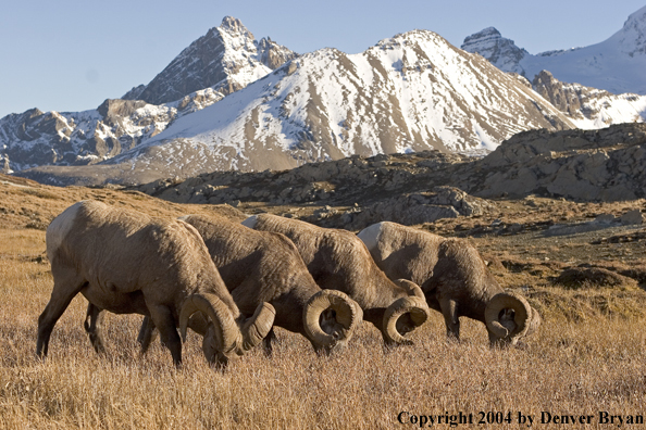 Herd of Rocky Mountain bighorn sheep (rams).