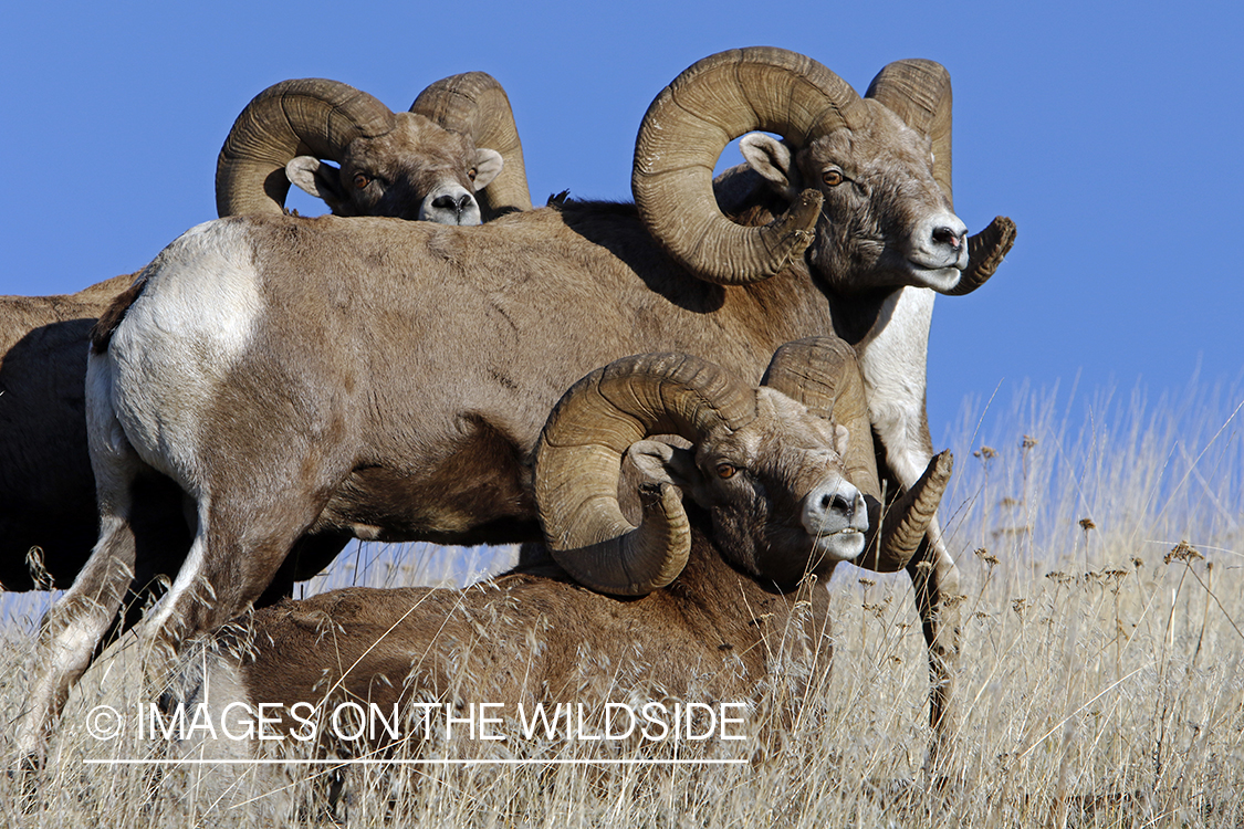 Rocky Mountain bighorn sheep in field.