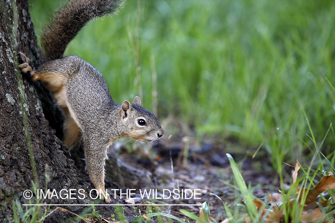 Gray squirrel in habitat.